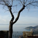 The Castellabate tree - L'albero di Castellabate